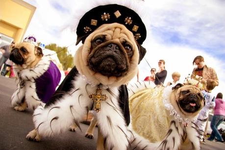 Best Halloween costume ideas for dogs Best Halloween costume ideas for dogs