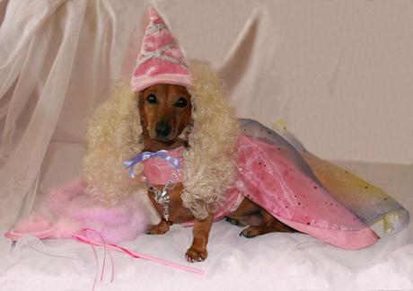 Best Halloween costume ideas for dogs Best Halloween costume ideas for dogs