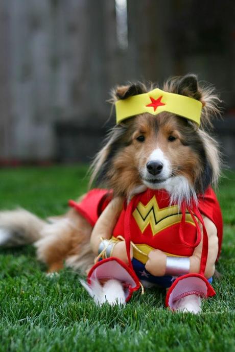 Best Halloween costume ideas for dogs Best Halloween costume ideas for dogs