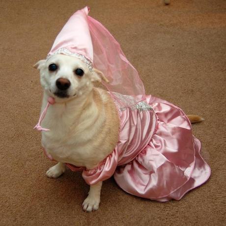 Best Halloween costume ideas for dogs Best Halloween costume ideas for dogs