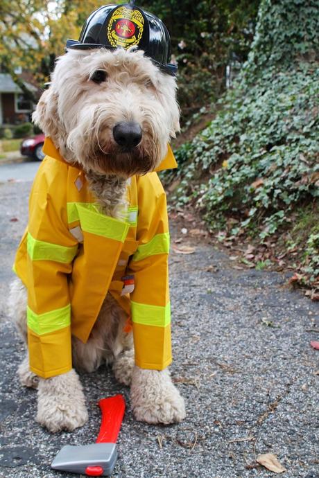 Best Halloween costume ideas for dogs Best Halloween costume ideas for dogs