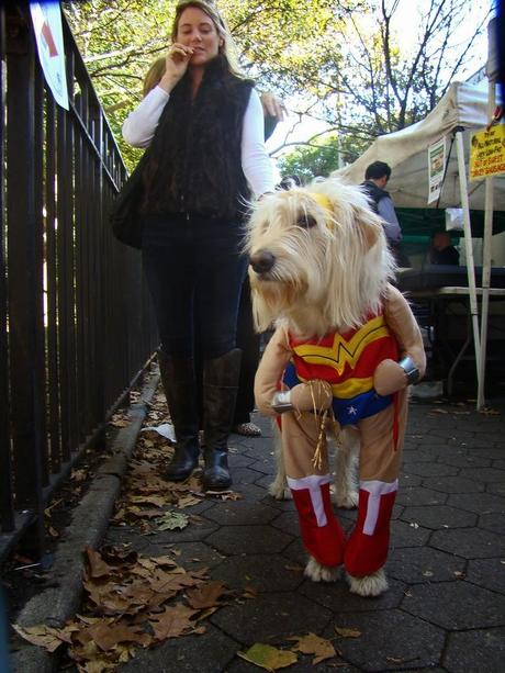 Best Halloween costume ideas for dogs Best Halloween costume ideas for dogs