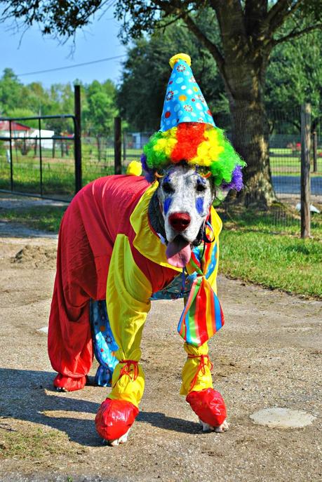 Best Halloween costume ideas for dogs Best Halloween costume ideas for dogs