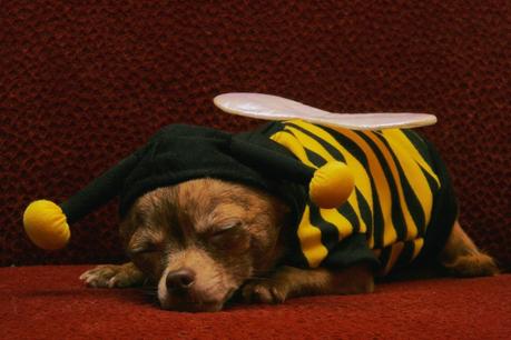 Best Halloween costume ideas for dogs Best Halloween costume ideas for dogs