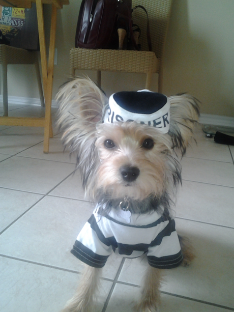 Best Halloween costume ideas for dogs Best Halloween costume ideas for dogs