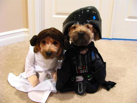 Best Halloween costume ideas for dogs Best Halloween costume ideas for dogs
