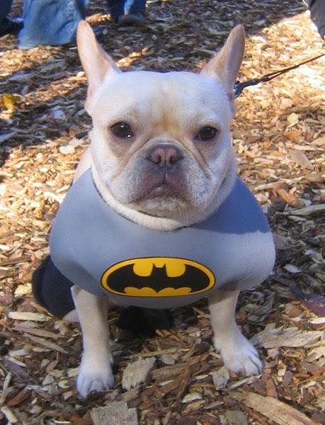 Best Halloween costume ideas for dogs Best Halloween costume ideas for dogs