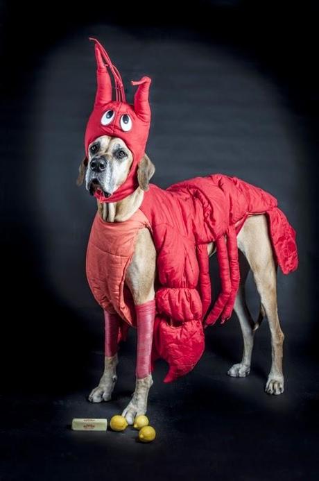 Best Halloween costume ideas for dogs Best Halloween costume ideas for dogs