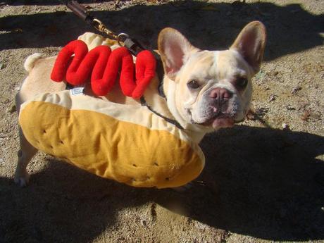 Best Halloween costume ideas for dogs Best Halloween costume ideas for dogs