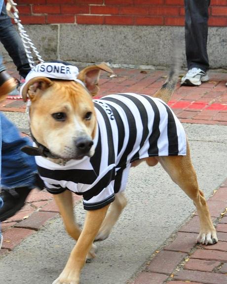 Best Halloween costume ideas for dogs Best Halloween costume ideas for dogs