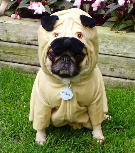Best Halloween costume ideas for dogs Best Halloween costume ideas for dogs