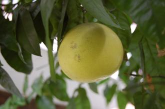 Citrus × paradisi Fruit (07/09/2014, Walworth, London)