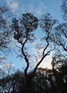 Late autumn tree silhouettes in Devichoys Wood (photo: Amanda Scott)