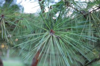 Pinus densiflora 'Umbraculifera' Leaf (19/09/2014, Central Park, Manhattan, New York)