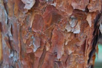 Pinus densiflora 'Umbraculifera' Bark (19/09/2014, Central Park, Manhattan, New York)
