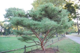 Pinus densiflora 'Umbraculifera' (19/09/2014, Central Park, Manhattan, New York)