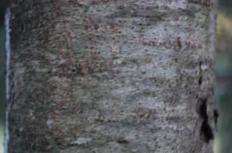 Pinus flexilis 'Vanderwolf's Pyramid' Bark (19/09/2014, Central Park, Manhattan, New York)