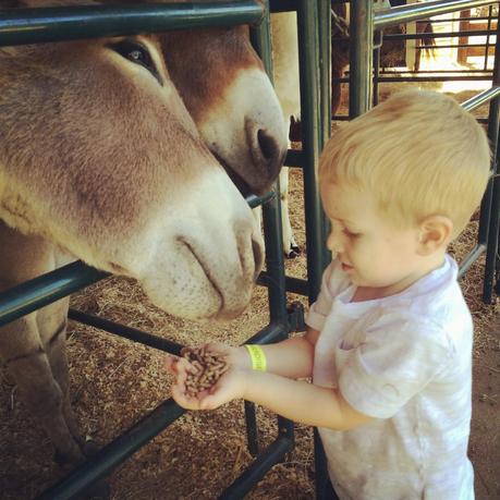 My pumpkins at the pumpkin patch. My pumpkins at the pumpkin patch.