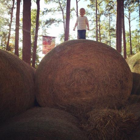 My pumpkins at the pumpkin patch. My pumpkins at the pumpkin patch.