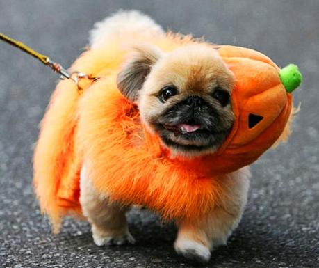Dog dressed as Pumpkin