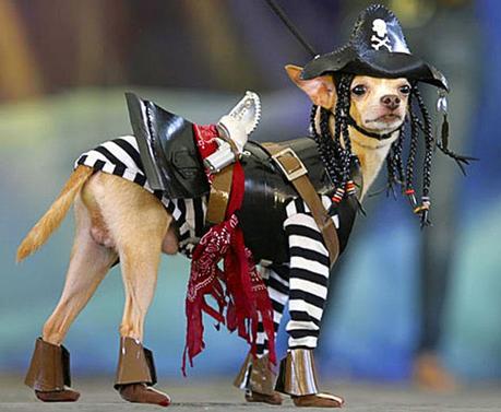 Dog dressed as Pirate