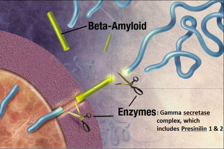 APP Beta-Amyloid Schematic Enzymes Cleavage Presinillin 1 & 2