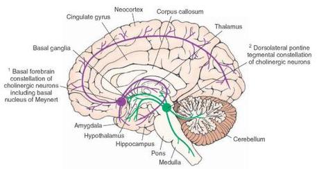 Cholinergic projections in brain basal forebrain nucleus of Meynert