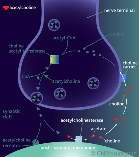 Acetycholinesterase mechanism Ach