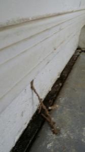 Termite architects probestpestmanagement20141001_090121_resized