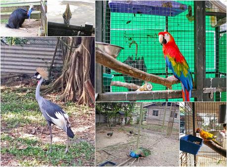 A Kampong Home for the Animals