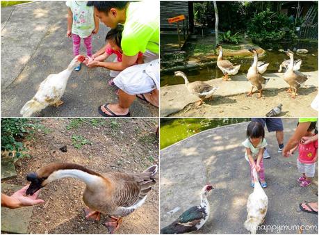 A Kampong Home for the Animals