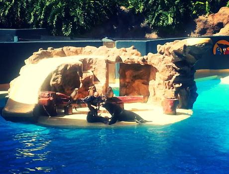 Loro Parque, Tenerife Loro Parque, Tenerife