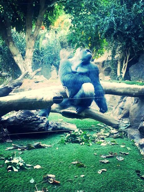 Loro Parque, Tenerife Loro Parque, Tenerife