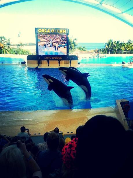 Loro Parque, Tenerife Loro Parque, Tenerife