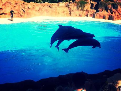 Loro Parque, Tenerife Loro Parque, Tenerife