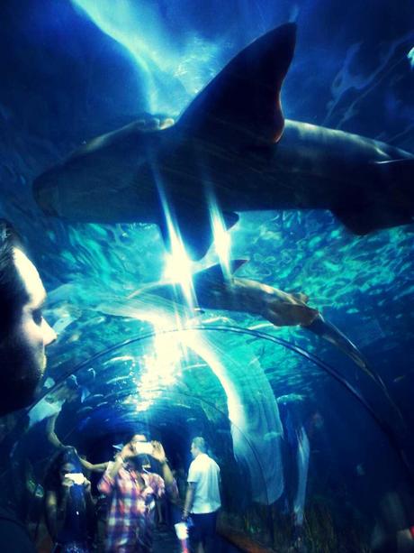 Loro Parque, Tenerife Loro Parque, Tenerife