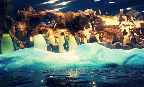 Loro Parque, Tenerife Loro Parque, Tenerife