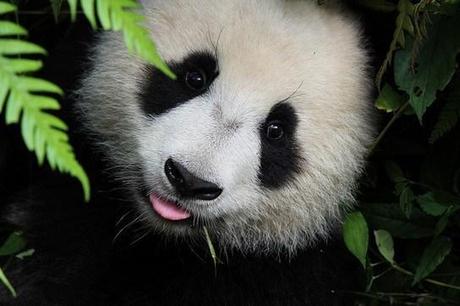 Panda Habitat Threatened