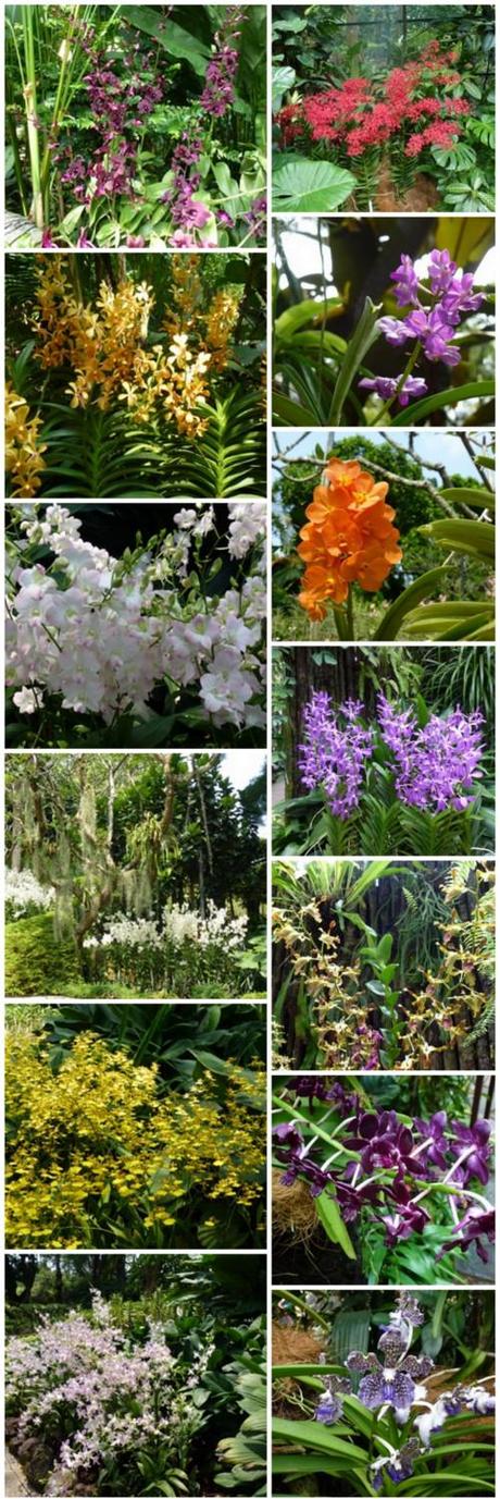 orchids of singapore