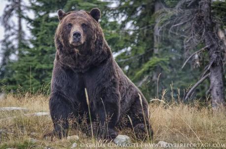 My first encounter with the Grizzly bear: why so serious?