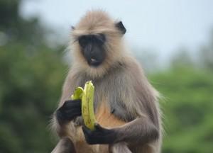 Contemplating a Banana Gray Langur, Dakshineswar Kali Temple, Hooghly River, Kolkata
