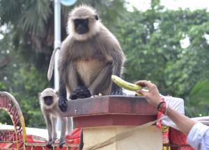 Unhappy Langur Fat Unhappy Langur, Dakshineswar Kali Temple, Hooghly River, Kolkata
