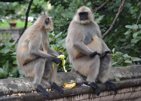 Temple Monkeys Temple Monkeys, Dakshineswar Kali Temple, Hooghly River, Kolkata