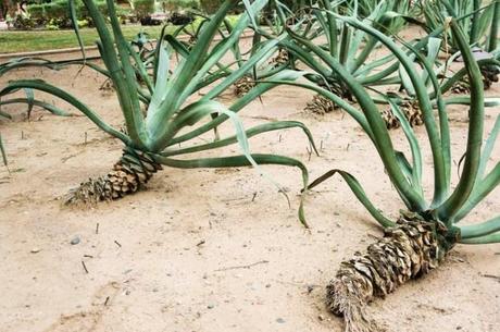 Swimming in the Desert phoenix_arizona_weird_cacti