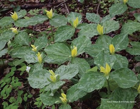 Yellow Trillium – trillium luteum Yellow Trillium © 2014 Patty Hankins