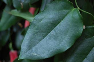 Lapageria rosea Leaf (28/10/2014, Kew Gardens, London)
