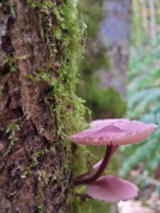 Back to America, Back to Birthday Challenges My favorite mushrooms of the day. Anyone know the species?