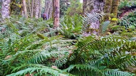 Back to America, Back to Birthday Challenges Exploring a lush forest outside of Bellingham.