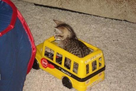 Top 10 Images of Cats in Toy Vehicles Top 10 Images of Cats in Toy Vehicles