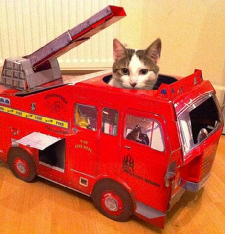 Top 10 Images of Cats in Toy Vehicles Top 10 Images of Cats in Toy Vehicles